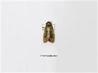 藏品(褐斑綠舟蛾)的圖片